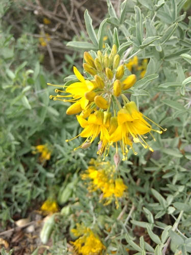 iNaturalist observation photo of Bladderpod