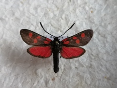 Zygaena angelicae