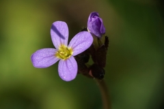Arabis verna