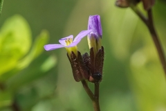 Arabis verna