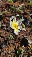 Erythronium helenae