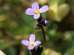 Arabis verna