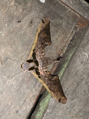 Adhemarius sexoculata
