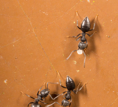 Technomyrmex brunneus