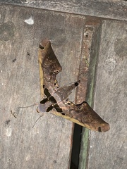 Adhemarius sexoculata