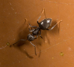 Technomyrmex brunneus