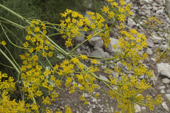 Prangos pabularia