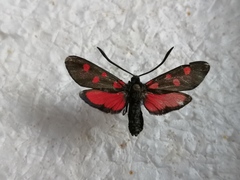 Zygaena angelicae