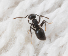 Technomyrmex brunneus