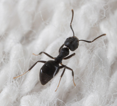 Technomyrmex brunneus