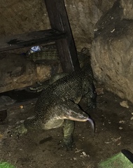Varanus indicus