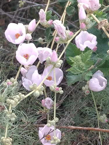 iNaturalist observation photo of southern coastal bushmallow
