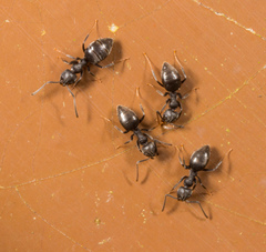 Technomyrmex brunneus