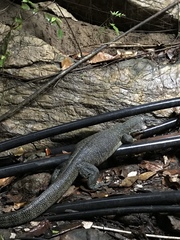 Varanus indicus