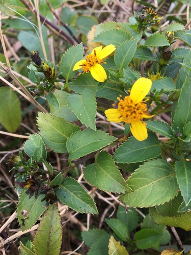 Bidens macrocarpa observed 2021-03-27