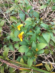 Bidens macrocarpa