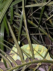 Chamaeleo calyptratus
