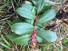 Vaccinium dentatum