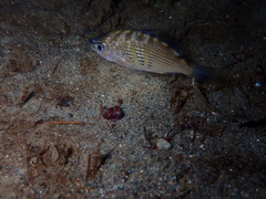 Shiner Perch photo 5