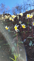 Erythronium helenae