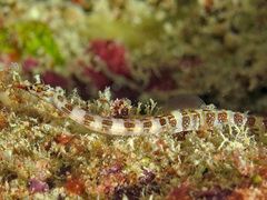 Corythoichthys amplexus