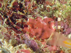 Corythoichthys amplexus