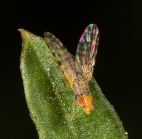 Fruit fly