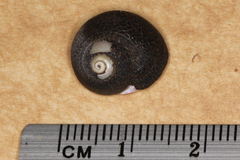 Chlorodiloma odontis