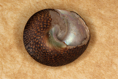 Chlorodiloma odontis