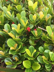 Syzygium sandwicense