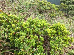 Syzygium sandwicense