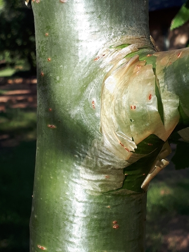 Image of Commiphora marlothii by (c) Manuel R Popp, some rights reserved (CC BY)