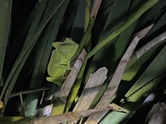 Chamaeleo calyptratus