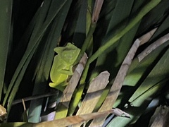 Chamaeleo calyptratus