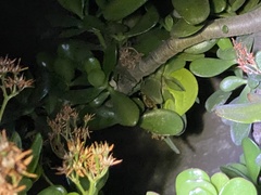 Chamaeleo calyptratus