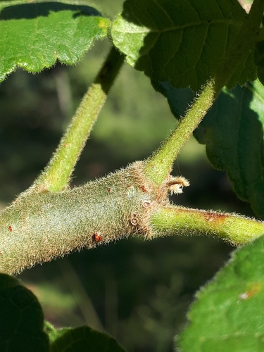 Image of Commiphora marlothii by (c) Manuel R Popp, some rights reserved (CC BY)