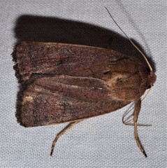 Proteuxoa porphyrescens