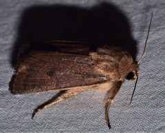 Proteuxoa porphyrescens
