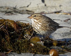 Passerculus sandwichensis rostratus