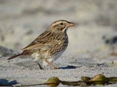 Passerculus sandwichensis rostratus