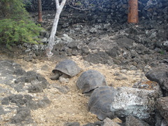 Chelonoidis niger porteri