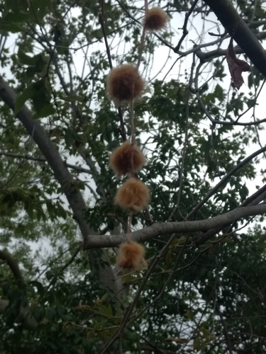 iNaturalist observation photo of western sycamore