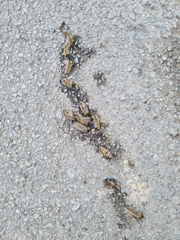 Thaumetopoea pityocampa