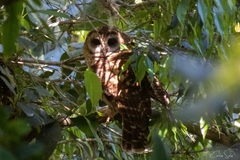 Strix fulvescens