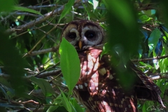 Strix fulvescens