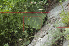 Sphaenolobium tianschanicum