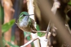 Lampornis viridipallens