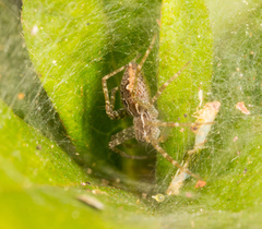 Dendrolycosa
