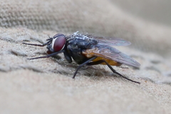 Musca vetustissima