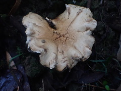 Leucopaxillus cerealis